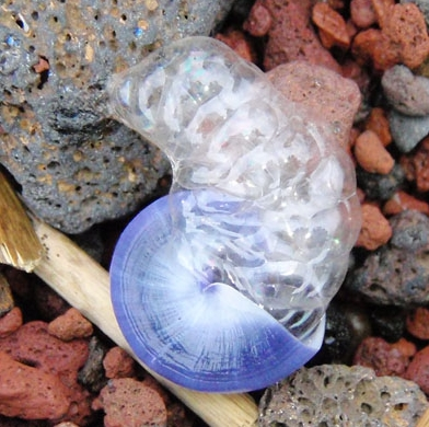 Illustration for article titled This Snail Lives Its Life Upside Down on a Bubble Raft